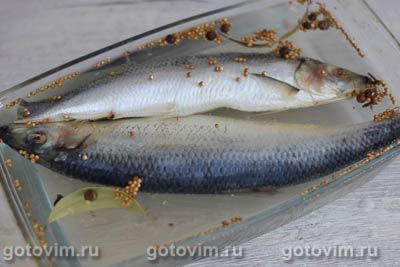 Сельдь пряного посола в домашних условиях Сельдь пряного посола в домашних условиях
