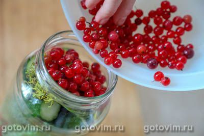 Огурцы с красной смородиной